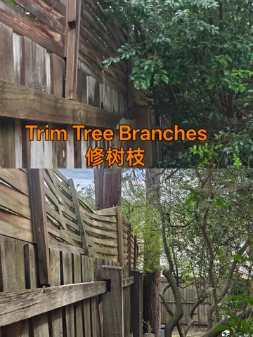 Tree branches overhanging a timber boundary fence before and after trimming