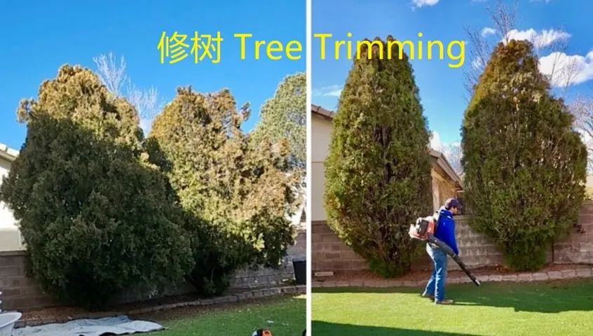 Overgrown garden trees before trimming and neatly shaped after