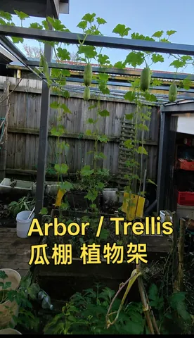 Steel-framed garden arbor with climbing gourd vines and fruit hanging above a vegetable bed